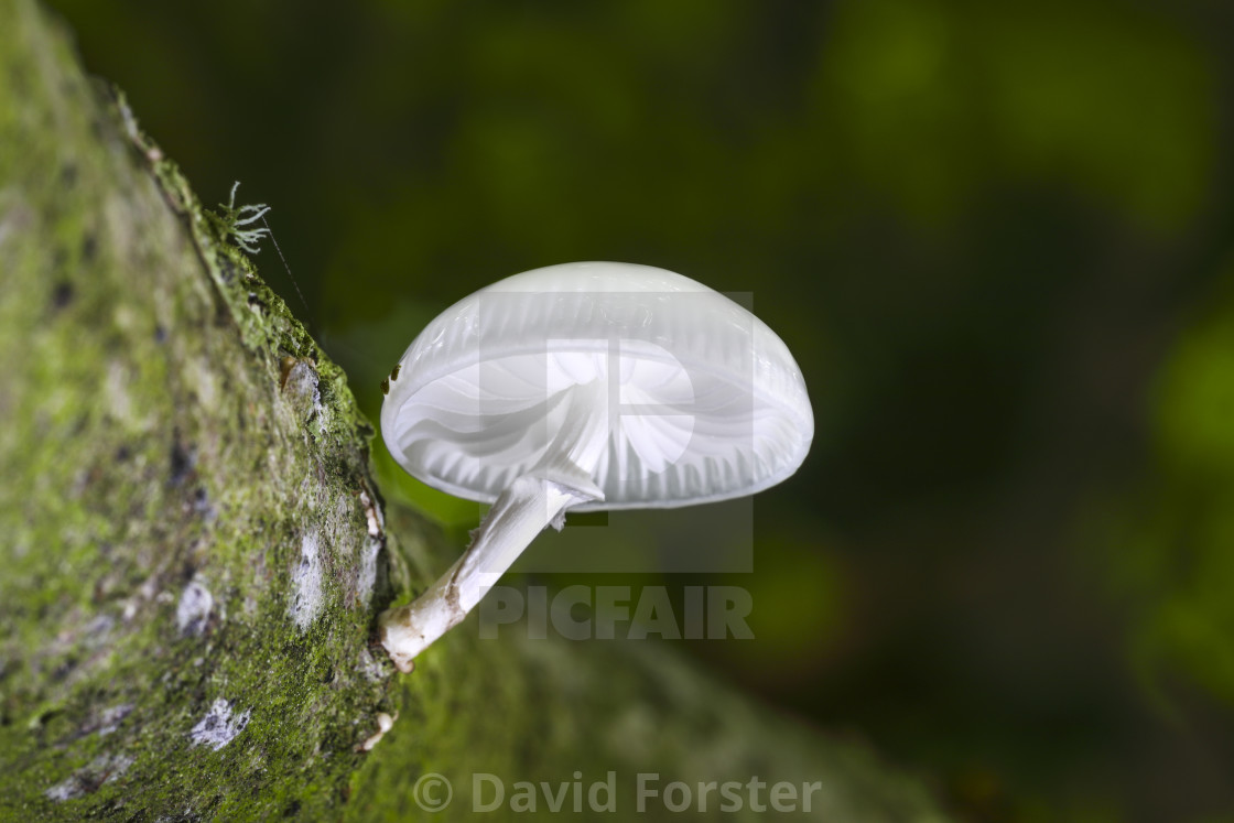 "Porcelain Fungus (Oudemansiella mucida) Growing on a Beech Tree," stock image