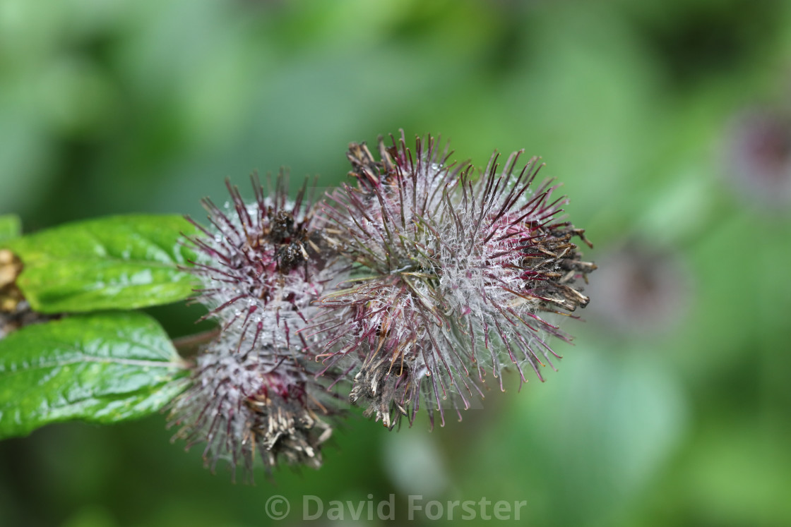 "Common Burdock Flower and Seed Heads UK" stock image