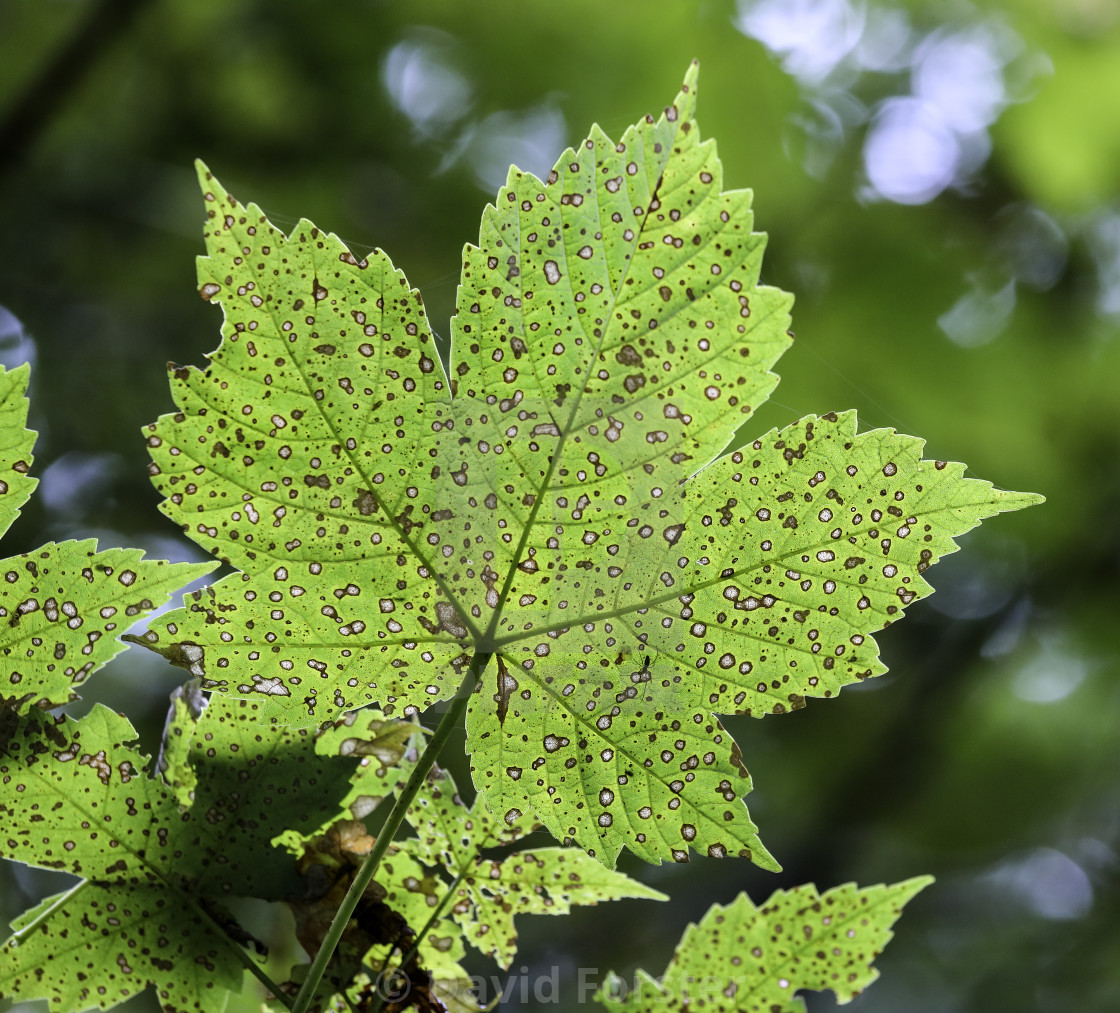 "The Underside of a Decaying Sycamore Leaf (Acer pseudoplatanus)" stock image