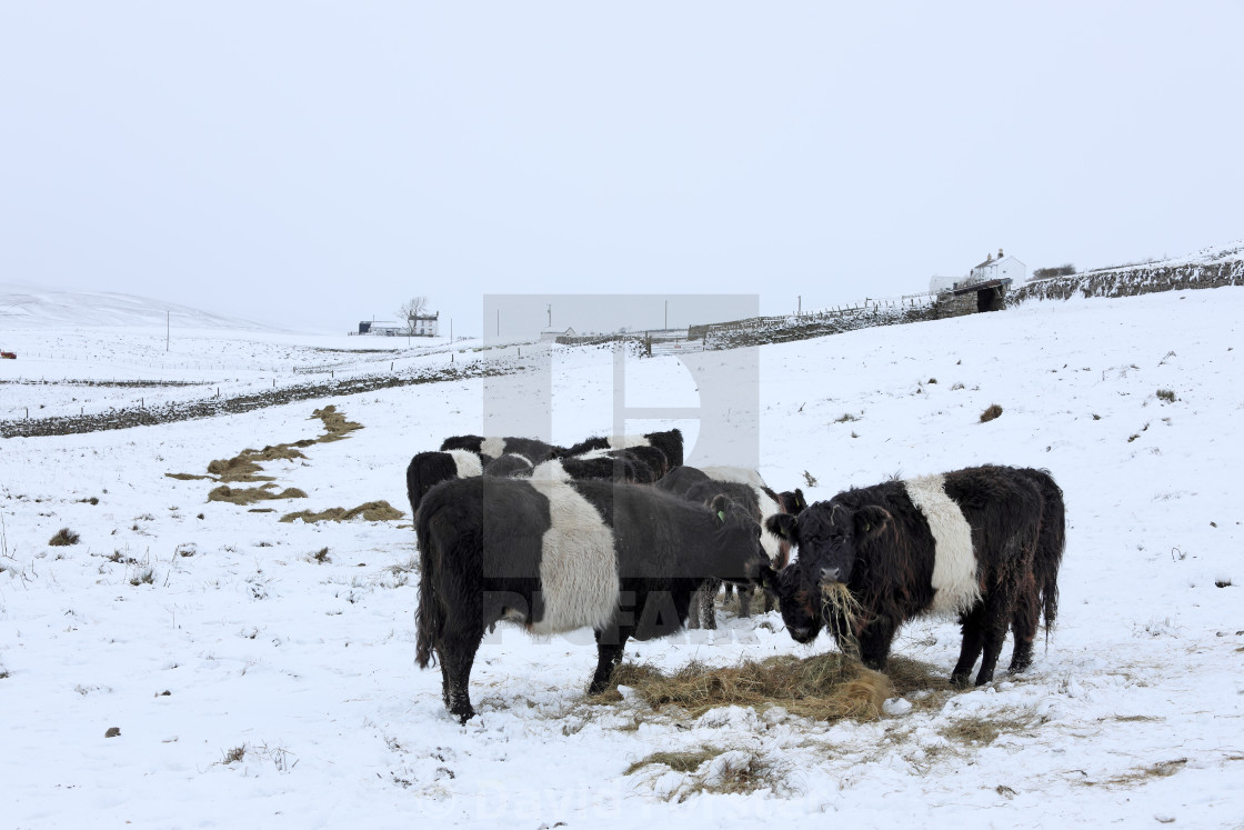 "Cows Feeding in the Aftermath of Storm Arwen, Teesdale, UK" stock image