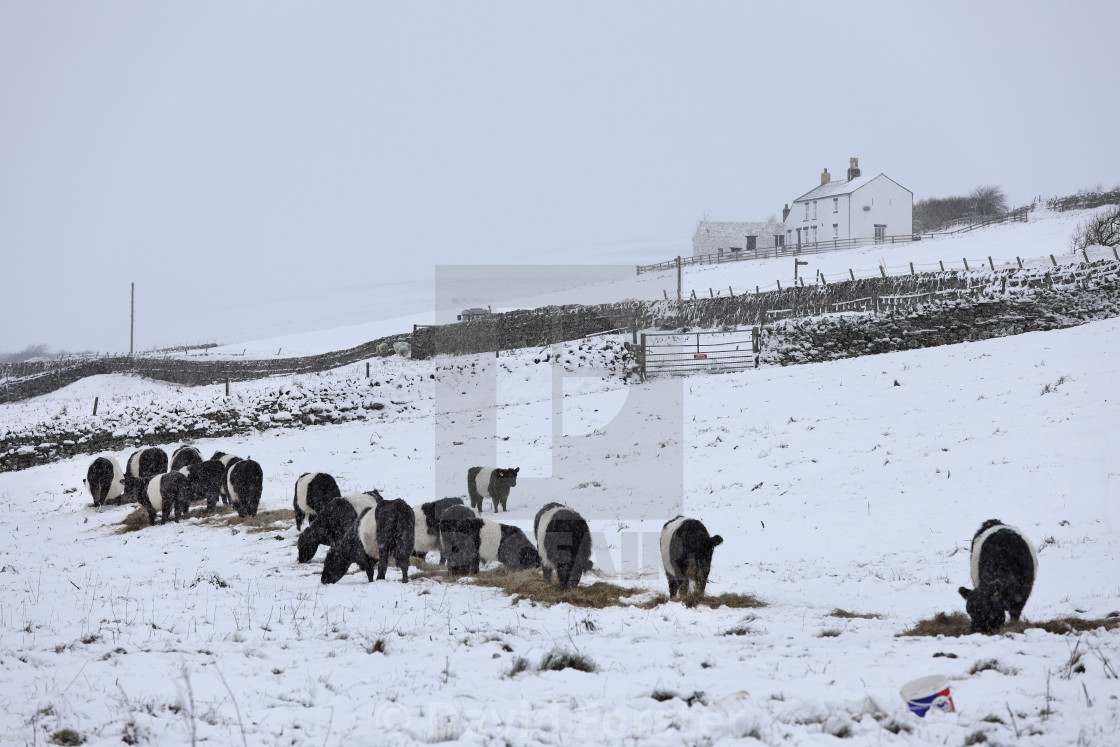 "Cows Feeding in the Aftermath of Storm Arwen, Teesdale, UK" stock image