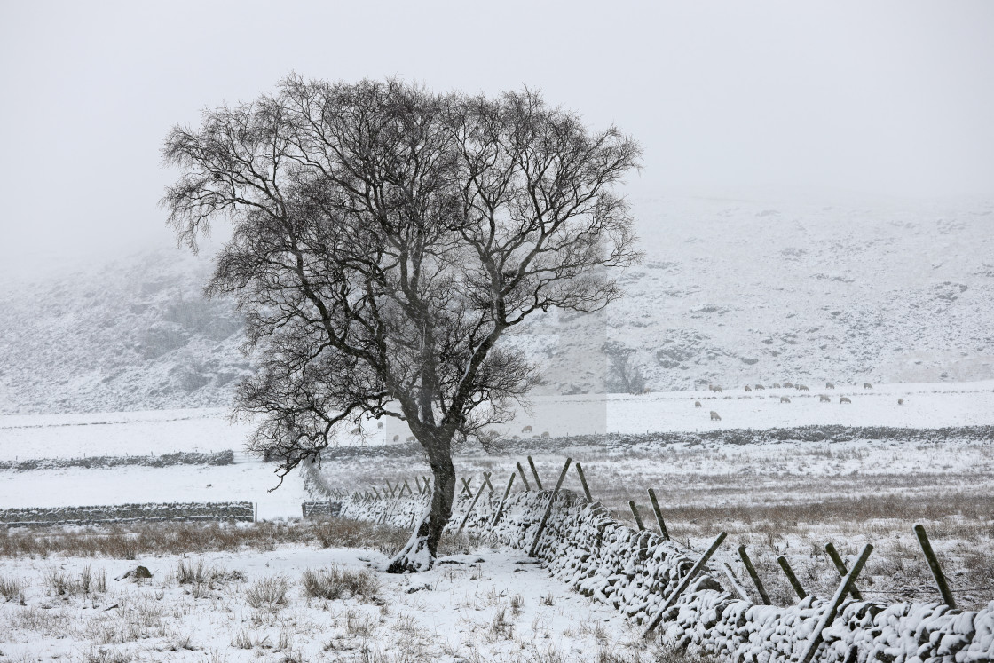 "Heavy Snow and Lone Tree, Teesdale, County Durham, UK" stock image