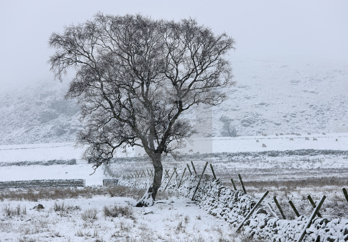 "Heavy Snow and Lone Tree, Teesdale, County Durham, UK" stock image