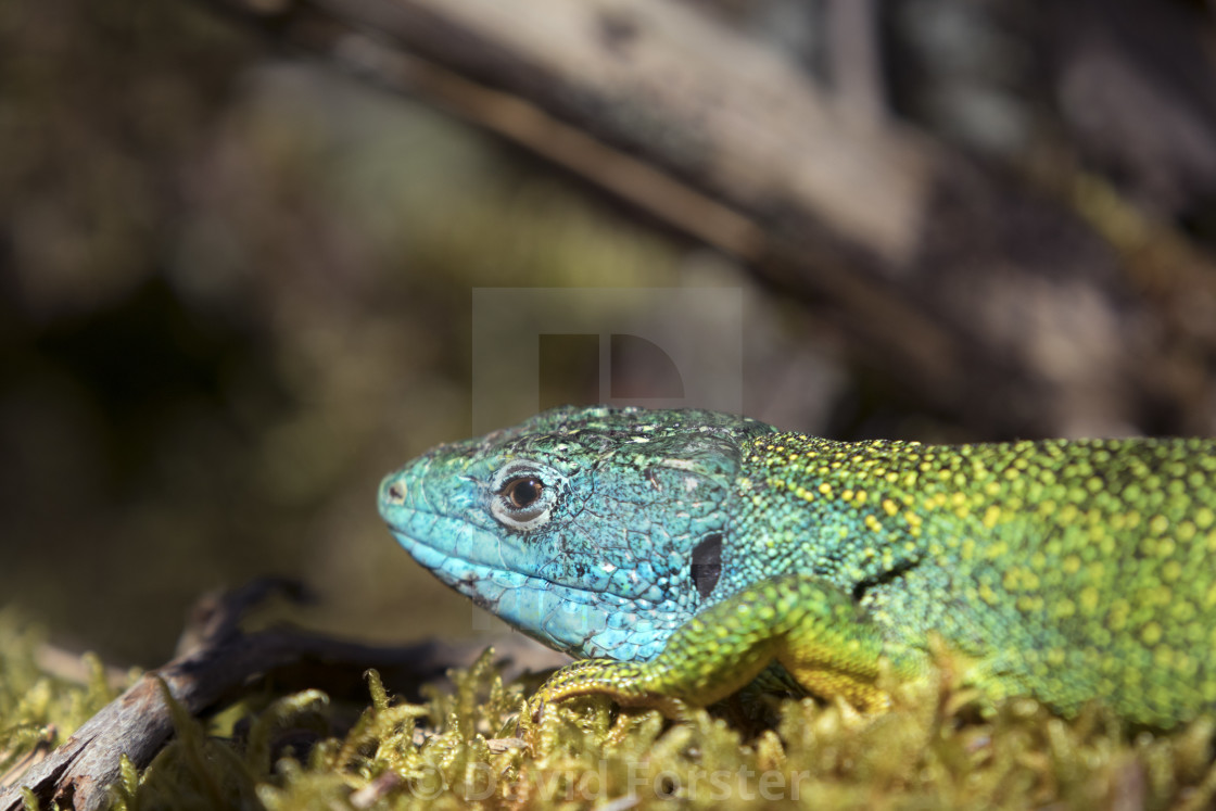 "Western Green Lizard (Lacerta bilineata), Lozere, France" stock image