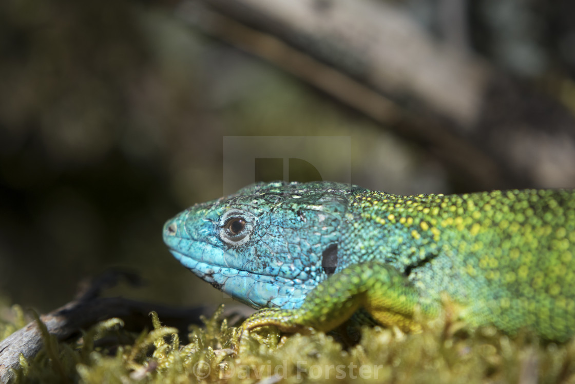 "Western Green Lizard (Lacerta bilineata), Lozere, France" stock image