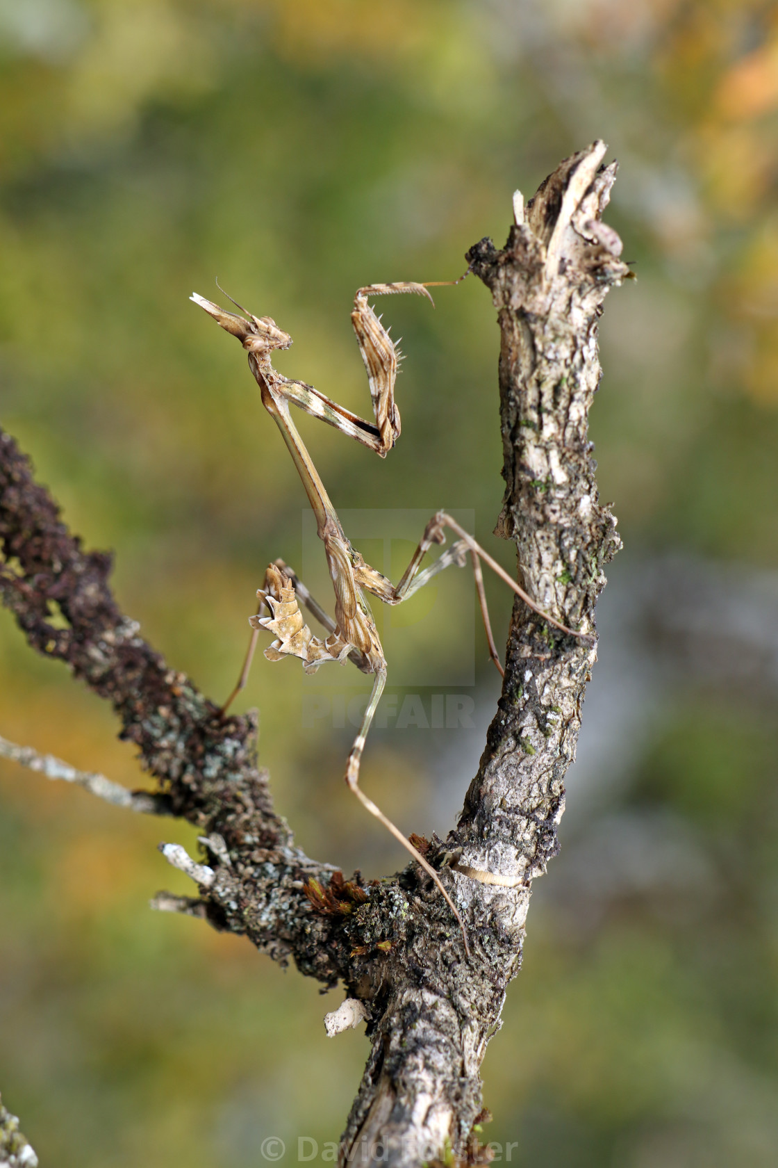 "European praying mantis (Mantis religiosa) Department Lozère, F" stock image