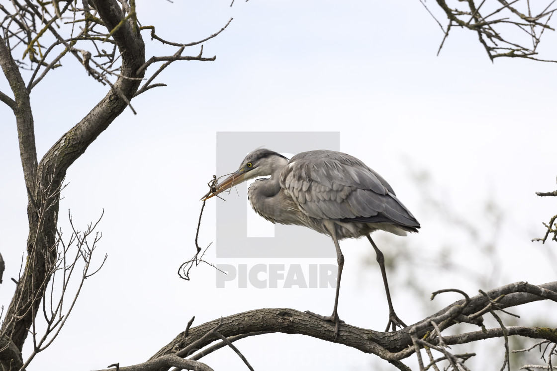 "Grey Heron (Ardea cinerea) with Nesting Material, Camargue, Fran" stock image