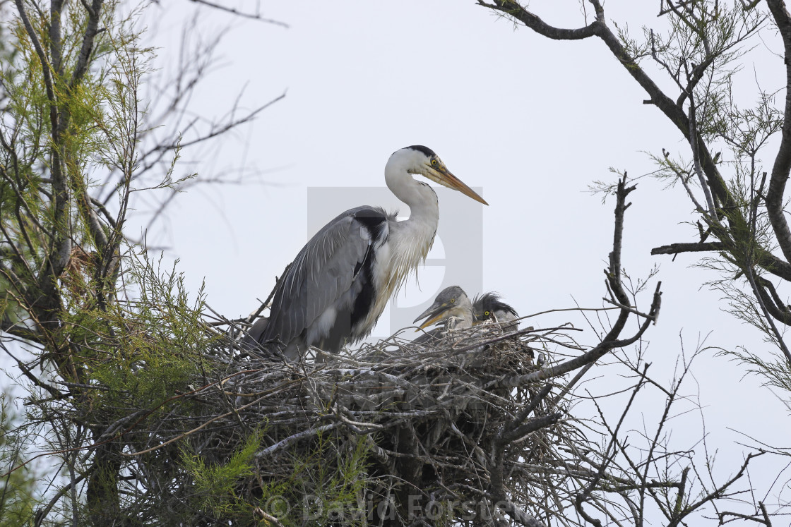 "Grey Heron (Ardea cinerea) with Young in Nest, Camargue, France" stock image