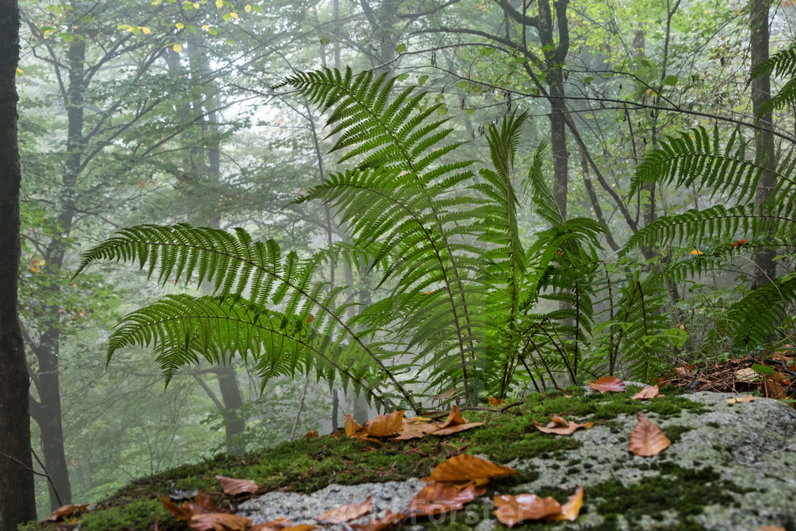"Ferns Growing in a Misty Autumn Woodland, Pyrenees" stock image