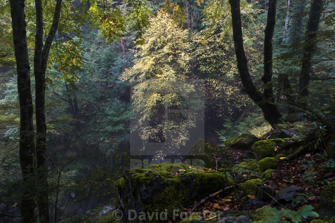 "Misty Autumn Woodland, Ariège, Pyrenees, France" stock image