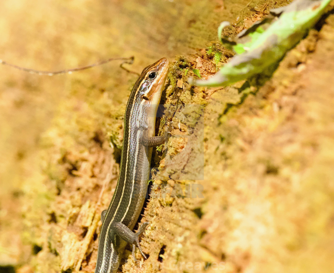 "Five Lined Skink" stock image