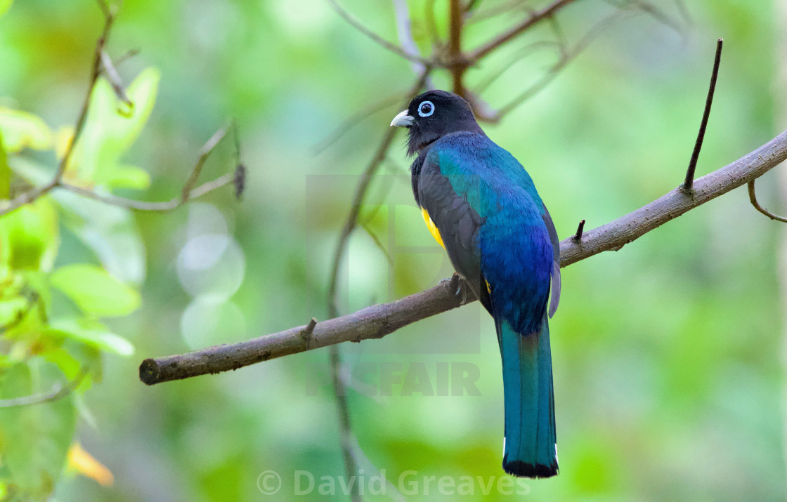 "Black-headed Trogon" stock image