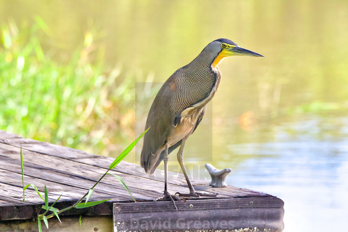 "Bare-throated Tiger Heron" stock image