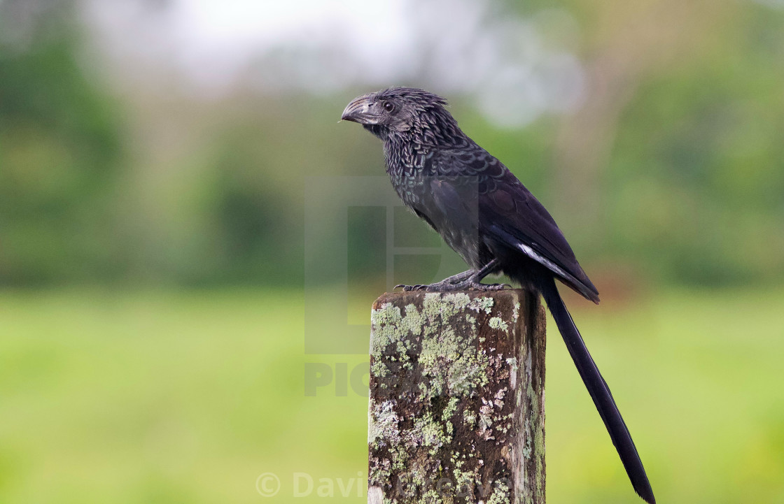 "Grooved-billed Ani" stock image