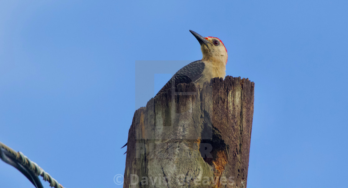 "Golden-chested Woodpecker" stock image