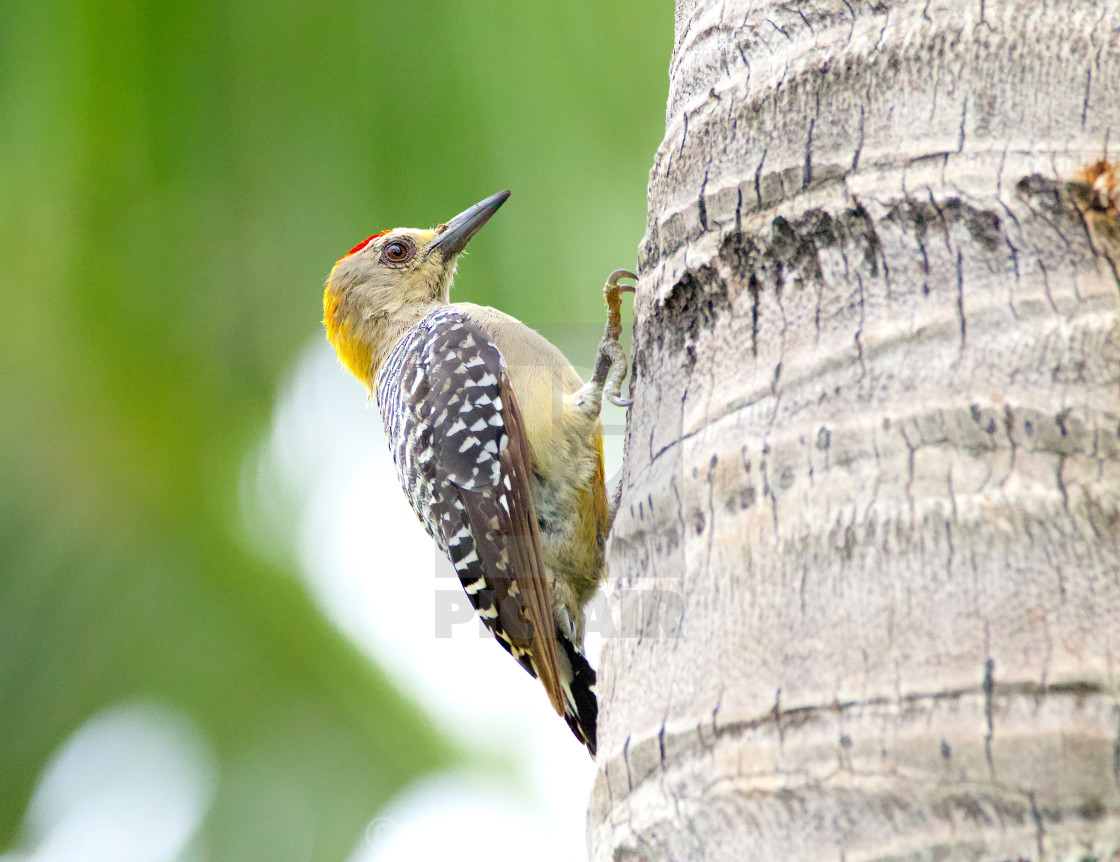 "Hoffman's Woodpecker" stock image