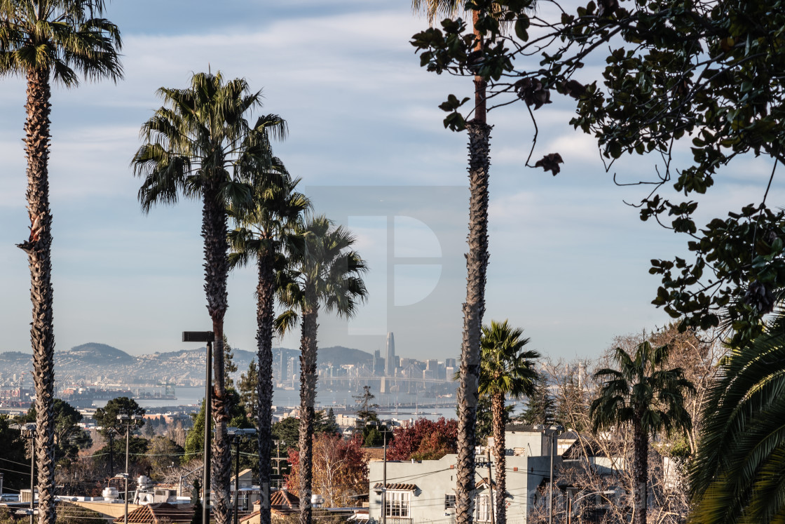 "My World - San Francisco Through Palm Trees" stock image