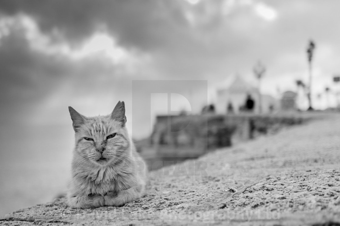 "My World - Sleepy Cat By The Sea Wall, Cadiz" stock image