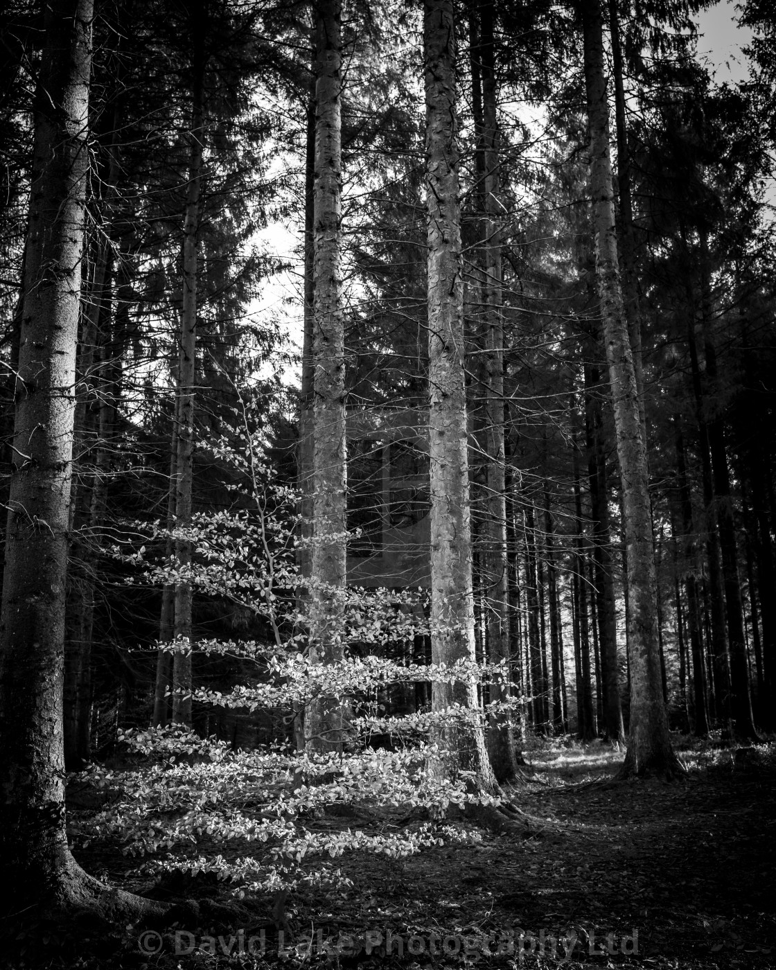 "My Manchester - Macclesfield Forest Portrait" stock image