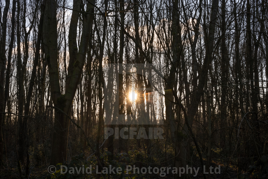 "My Manchester - Chorlton Sunset Through Trees" stock image