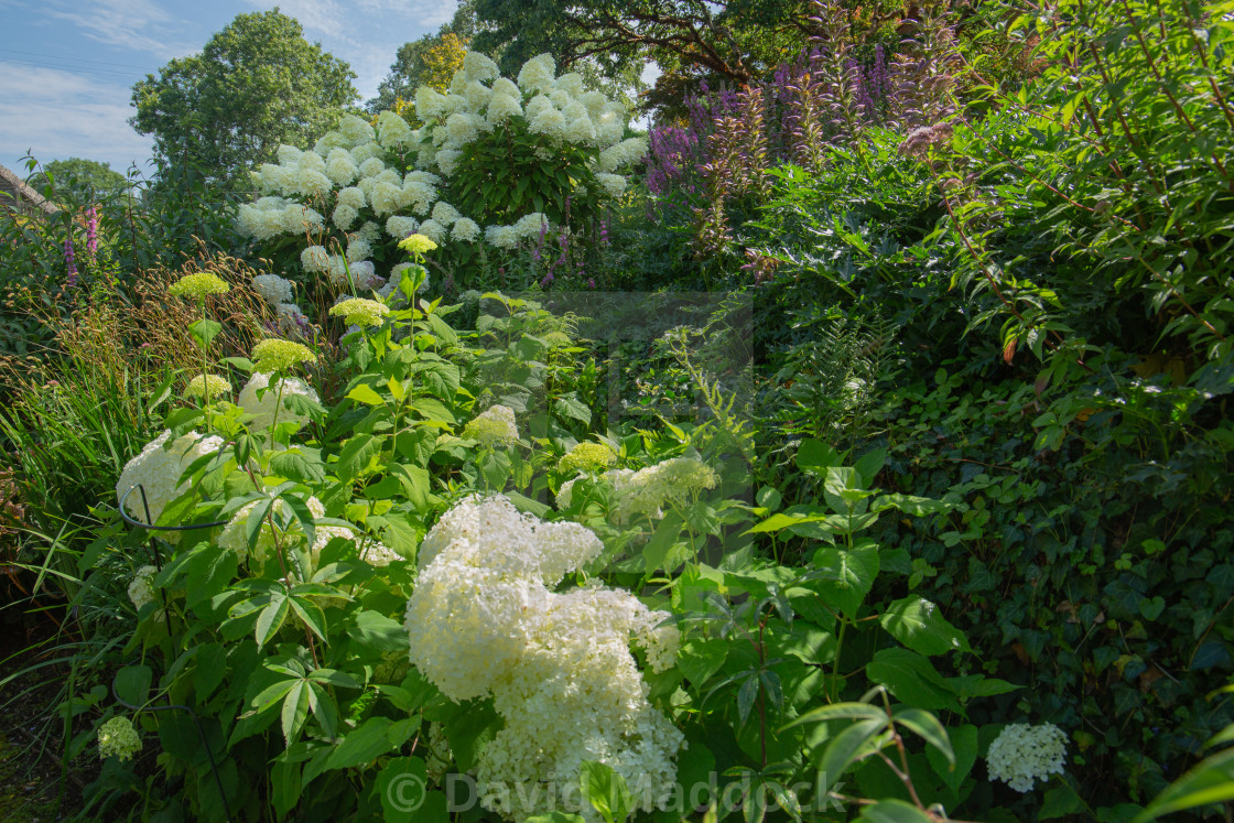 "Hydrangea Paniculata Annabelle" by David Maddock - $15.17 "Hydrangea Paniculata Annabelle" stock image