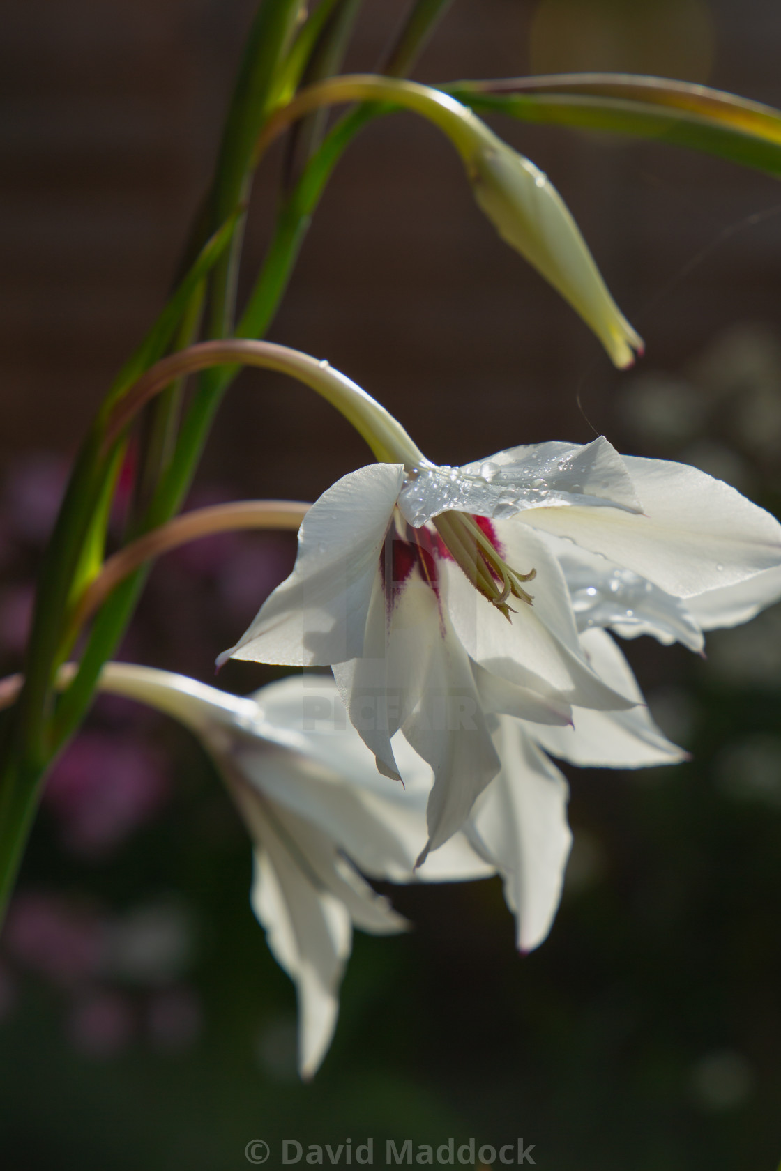 "Acidanthera Murielae" by David Maddock - $15.17 "Acidanthera Murielae" stock image