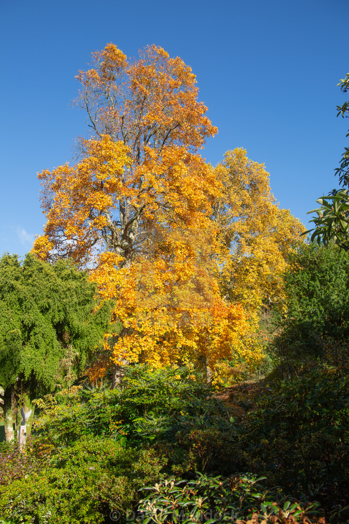 "RHS Rosemoor" by David Maddock - $15.17 "RHS Rosemoor" stock image
