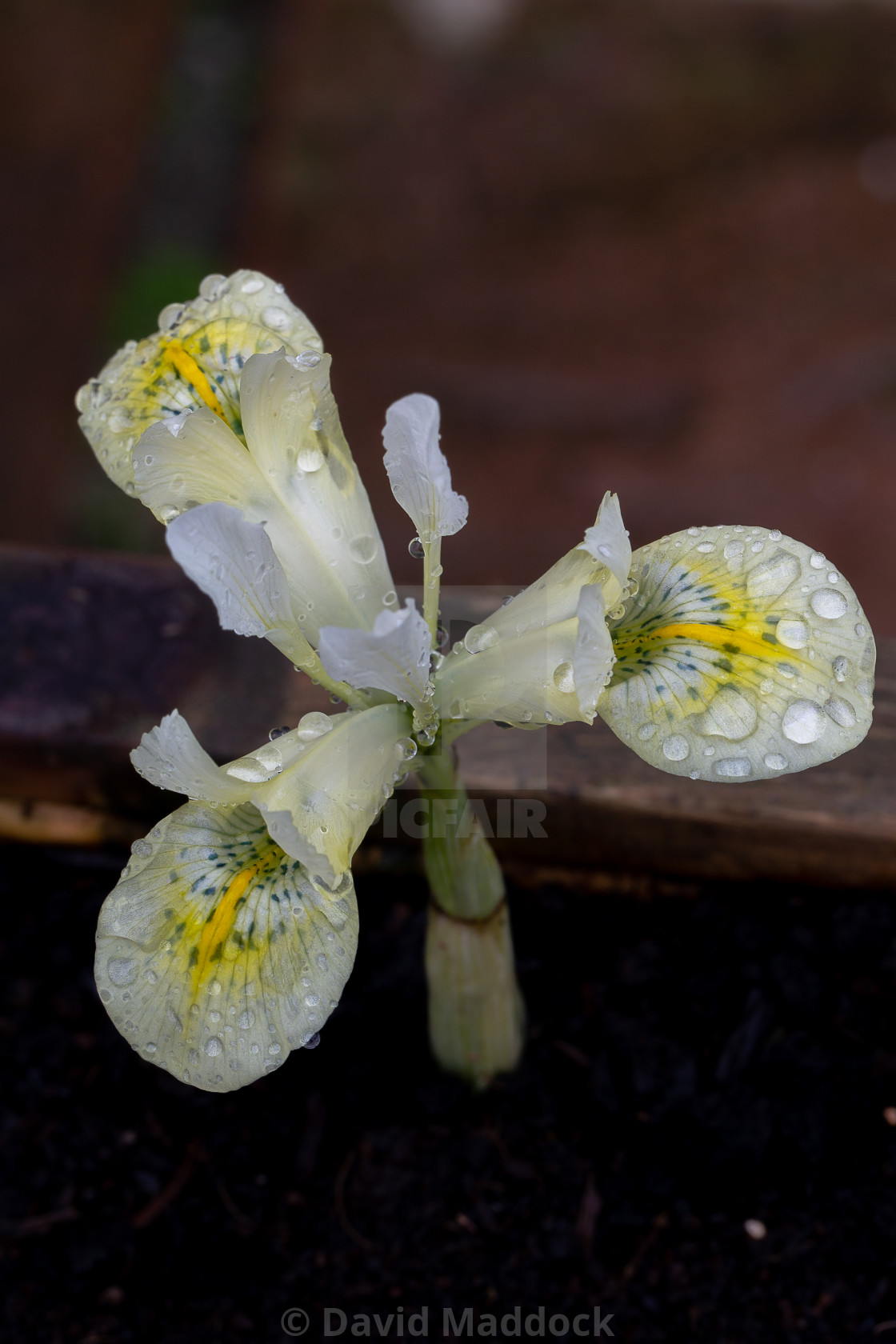 "Iris recticulata katharine gold" by David Maddock - $15.17 "Iris recticulata katharine gold" stock image
