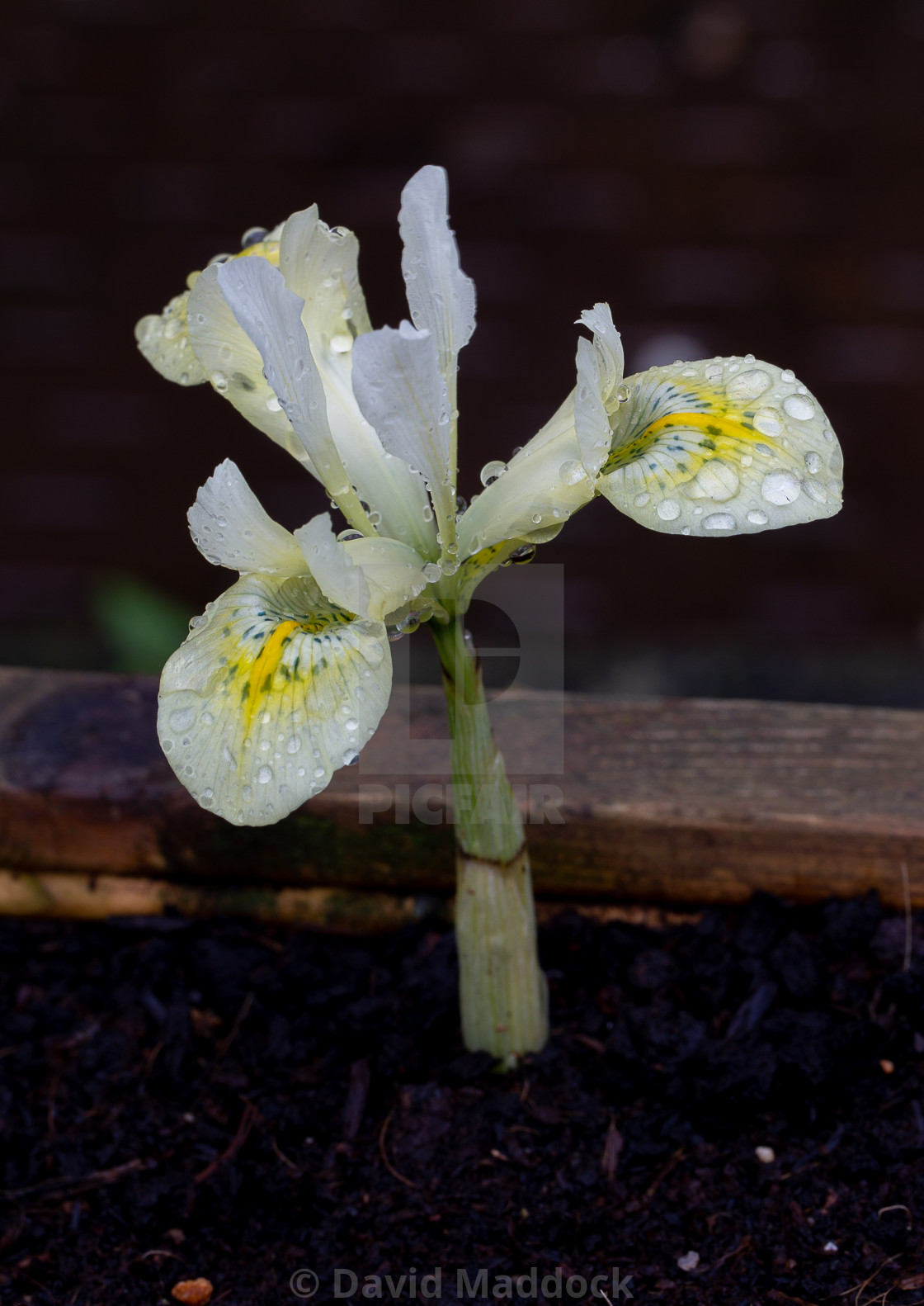 "Iris reticulata katharine gold" by David Maddock - $15.17 "Iris reticulata katharine gold" stock image