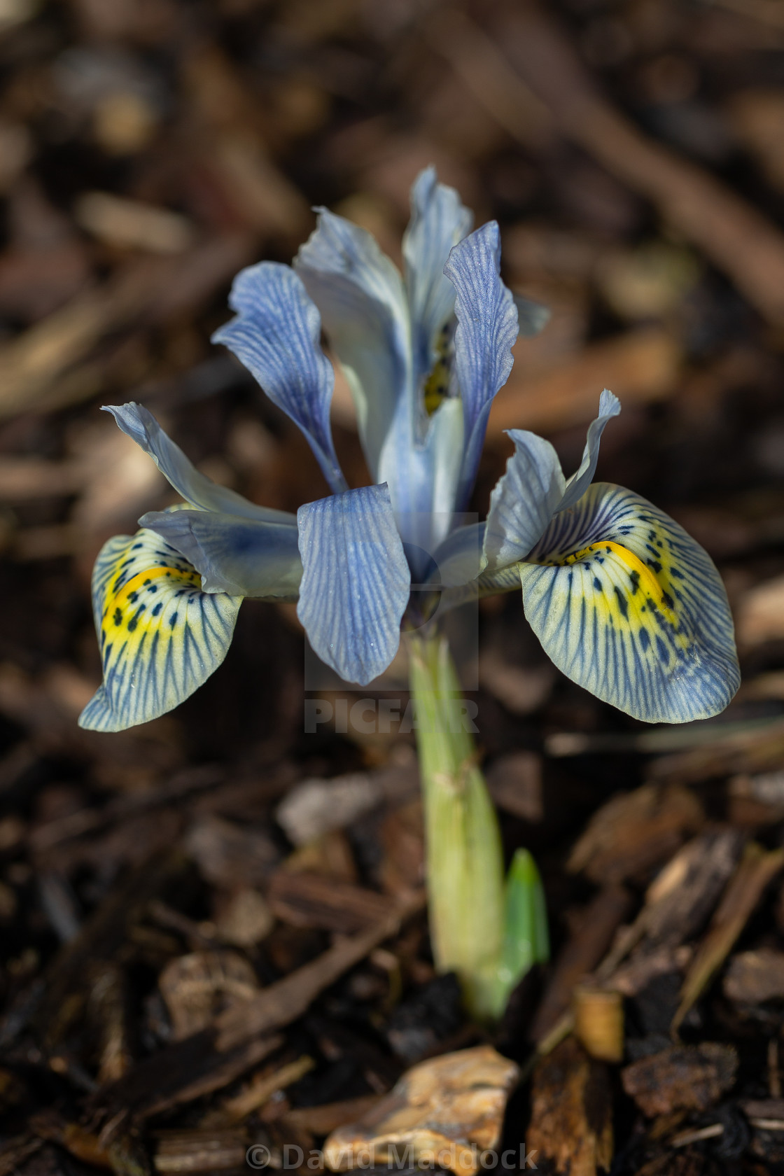 "Iris reticulata katharine hodgkin" by David Maddock - $15.17 "Iris reticulata katharine hodgkin" stock image