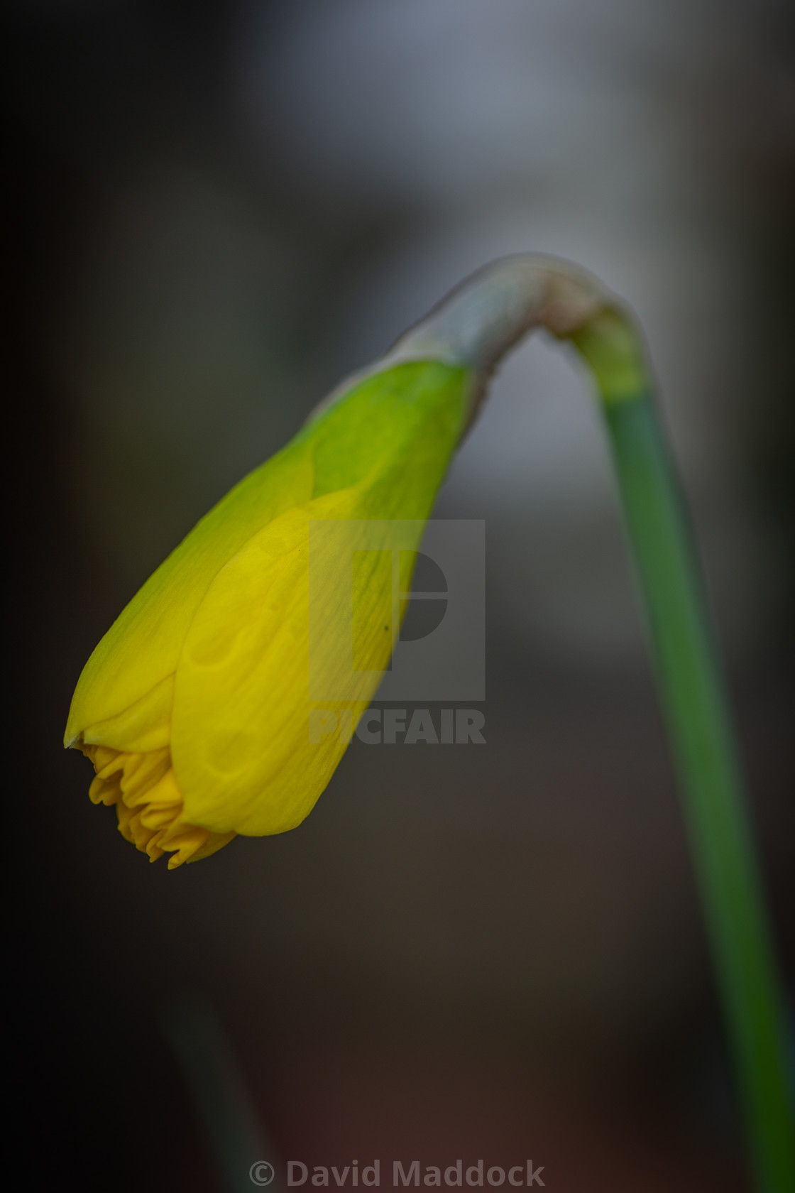 "close up, macro of daffodil bud starting to bloom" by David Maddock - $15.17 "close up, macro of daffodil bud starting to bloom" stock image