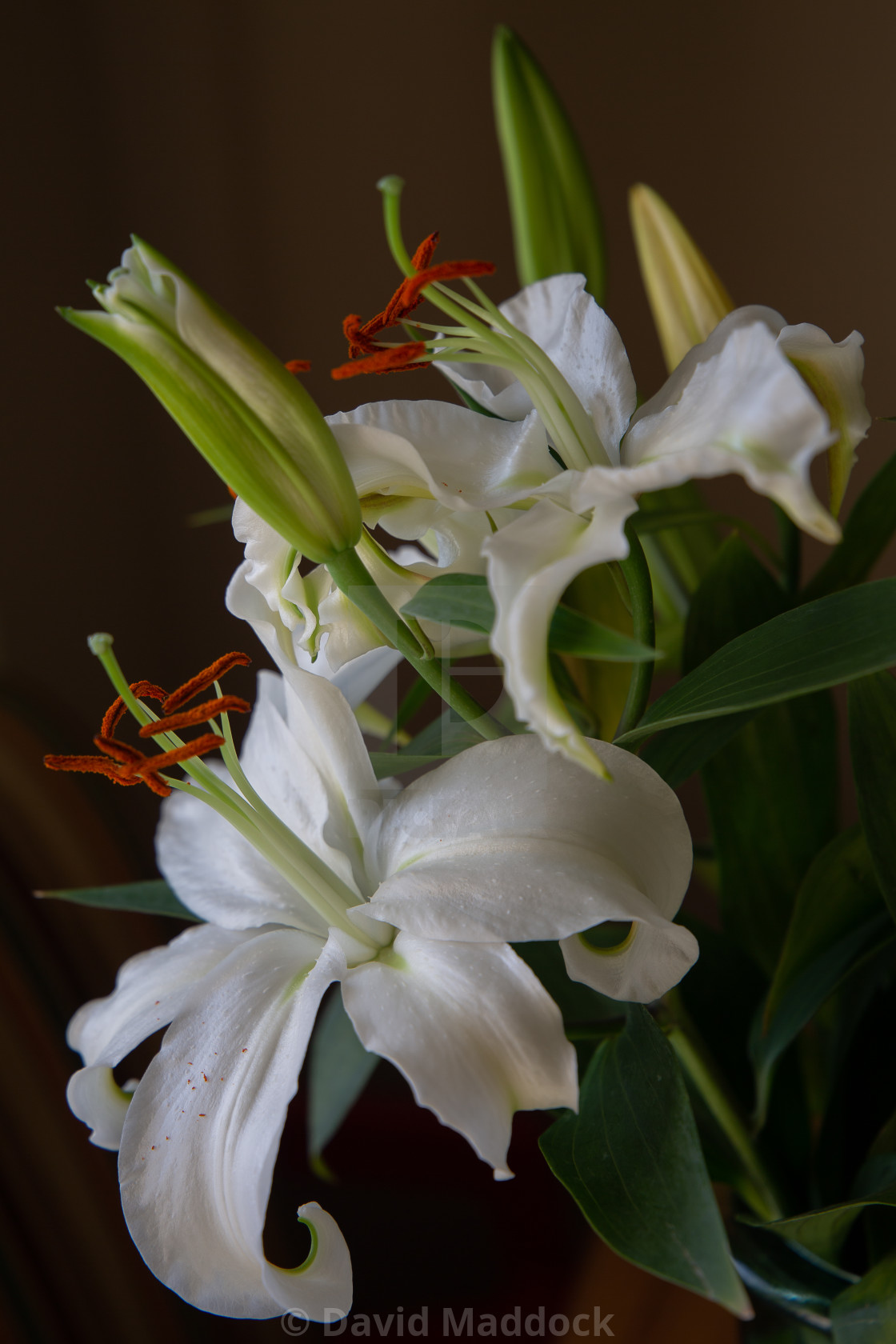 "Lily bouquet" by David Maddock - $15.17 "Lily bouquet" stock image