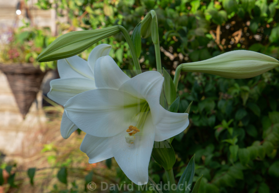 "White trumpet lilys in bloom and bud" by David Maddock - $15.17 "White trumpet lilys in bloom and bud" stock image