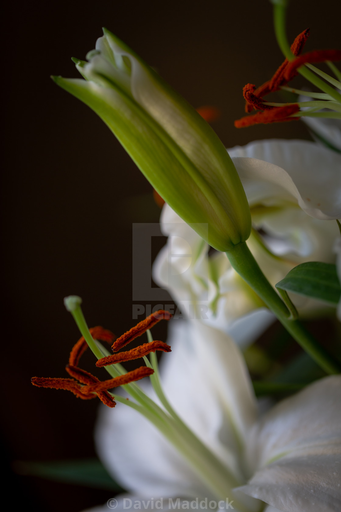 "Lily bouquet" by David Maddock - $15.17 "Lily bouquet" stock image