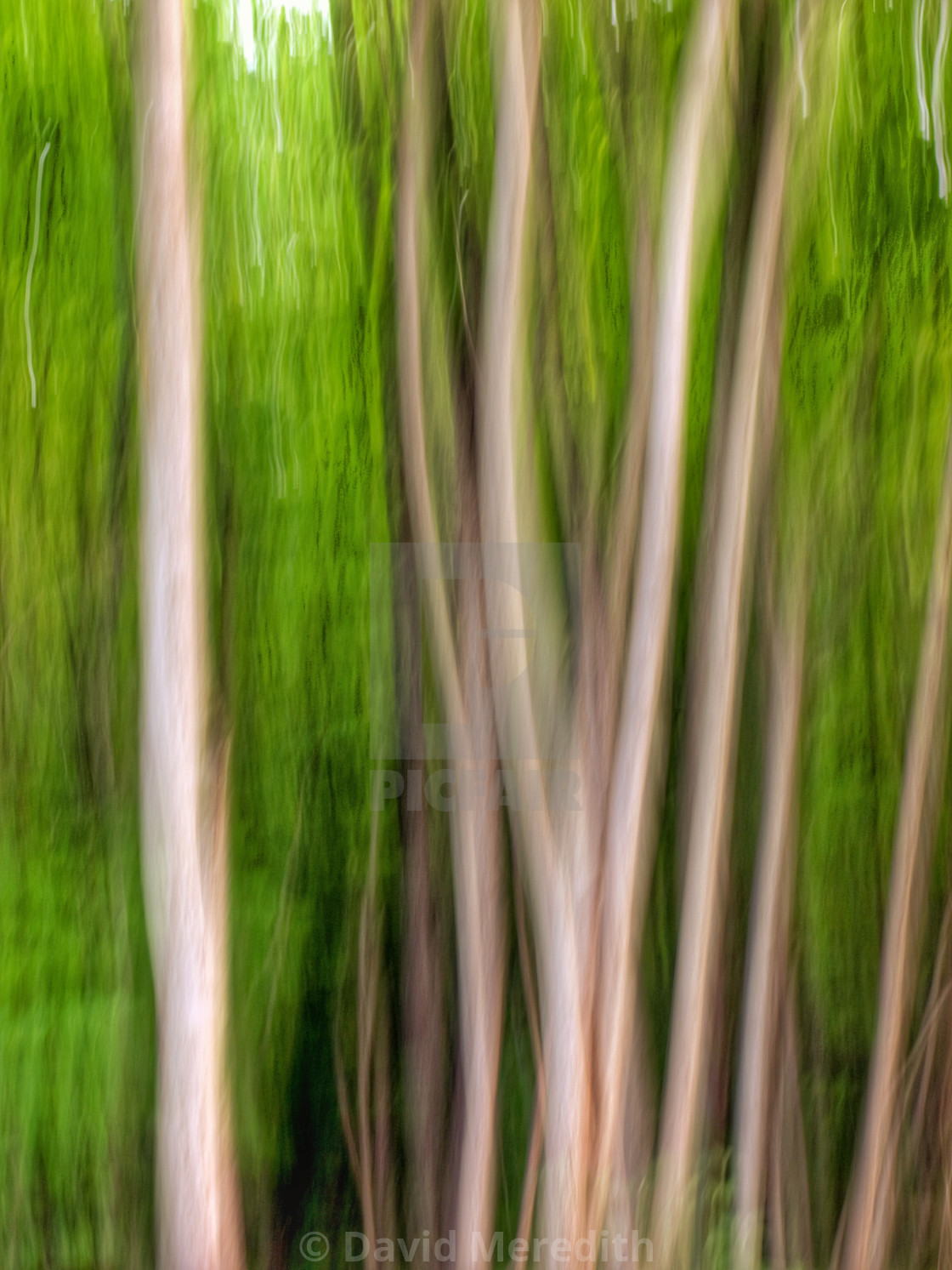 "An impression of trees" stock image