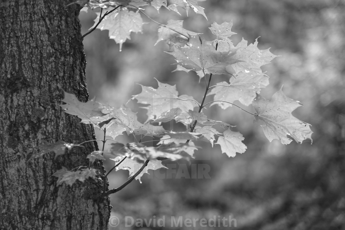 "Backlit Maple leaves in monochrome" stock image