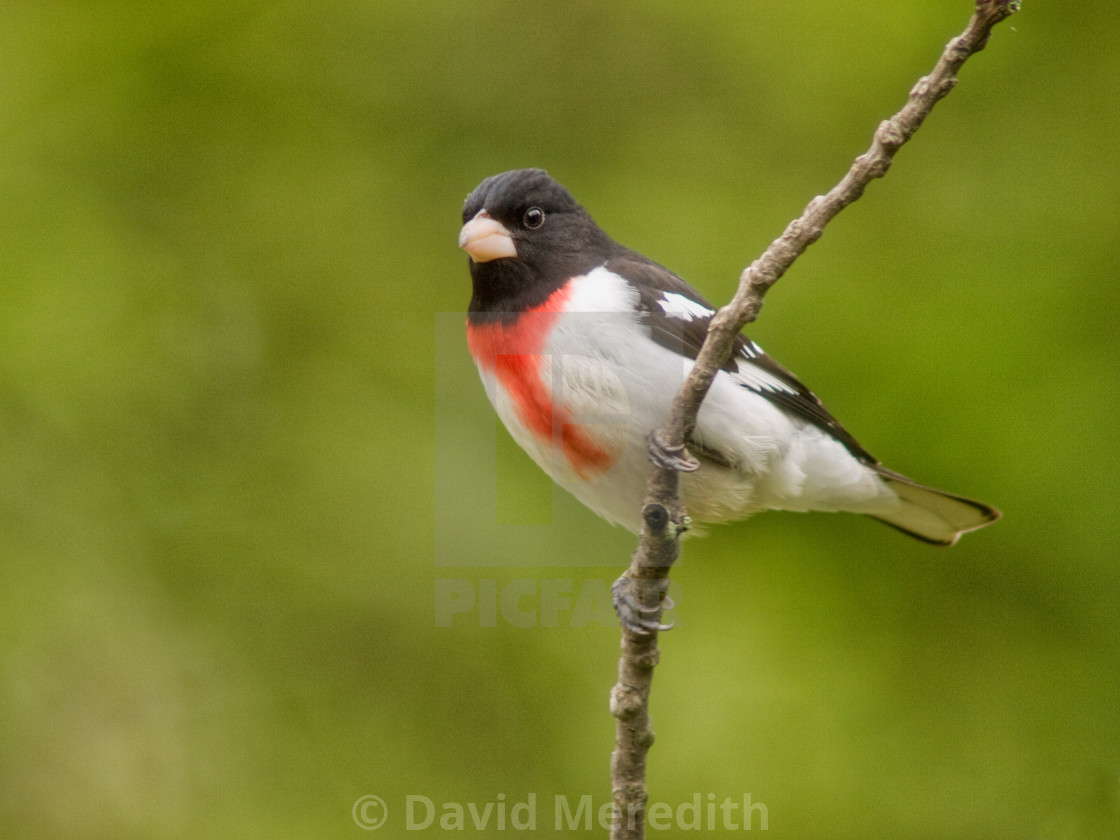 "Male Rose-breasted Grosbeak" stock image