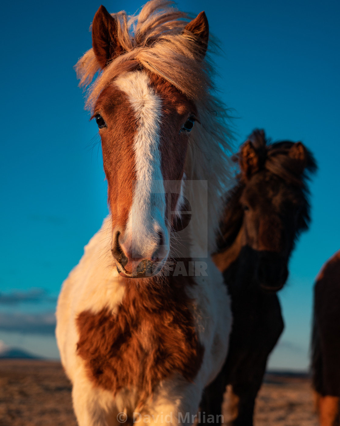 "Icelandic Horses (vertical)" stock image