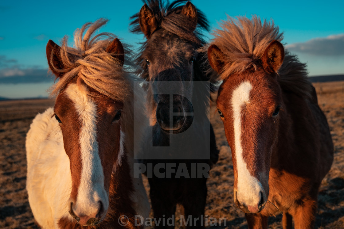 "Family of Icelandic Horses" stock image