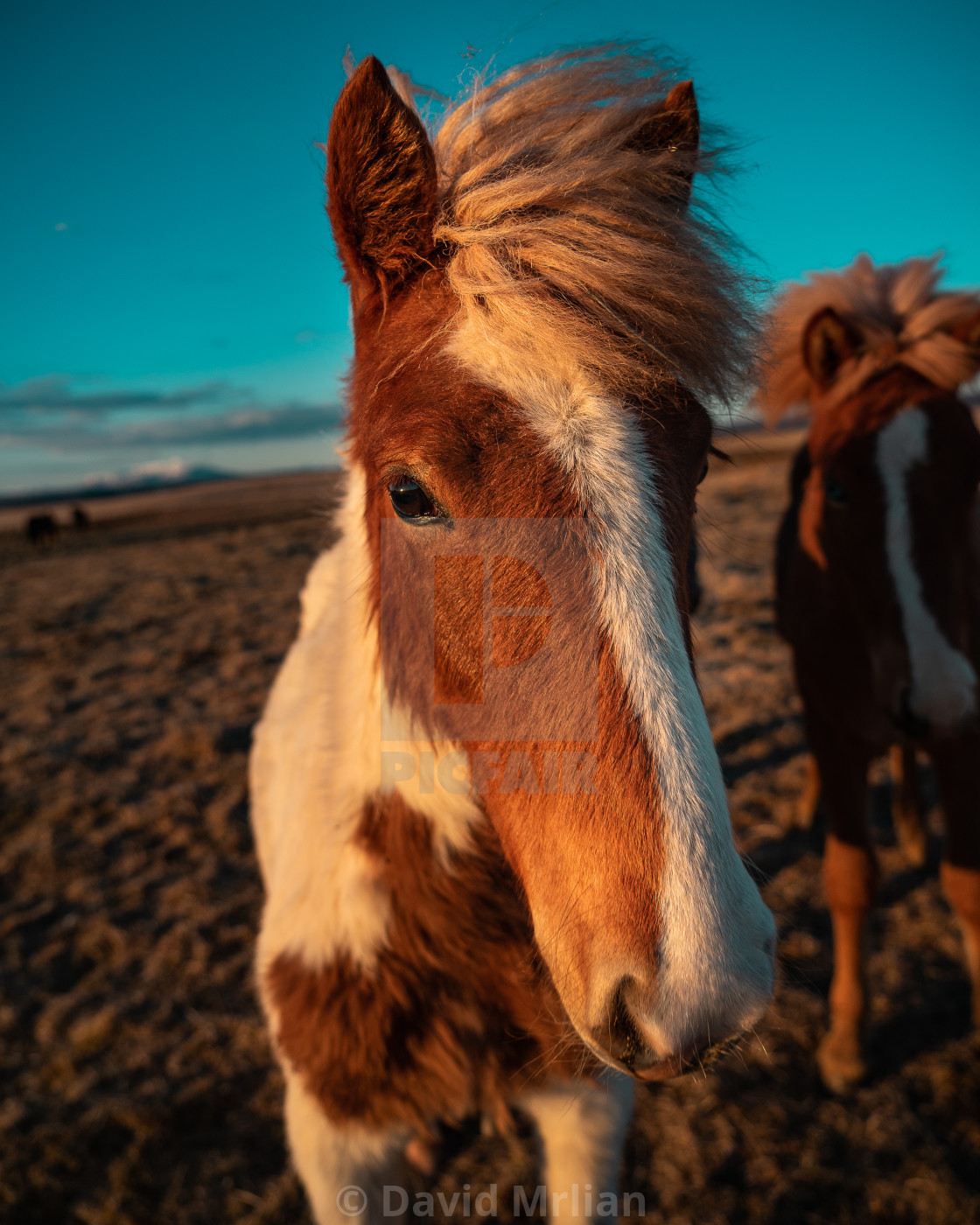 "Icelandic Horses (vertical)" stock image