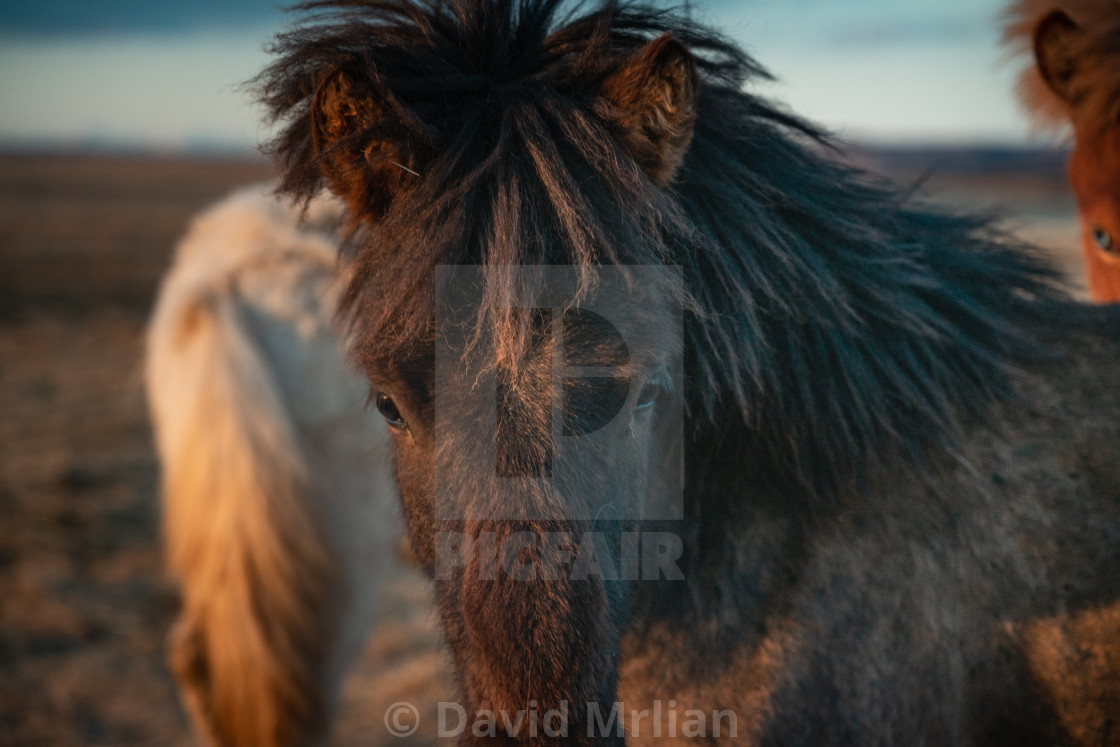 "Icelandic Horses" stock image