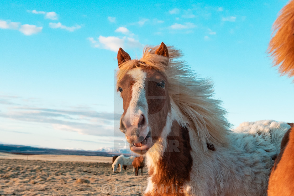 "Icelandic Horses (funny animals)" stock image