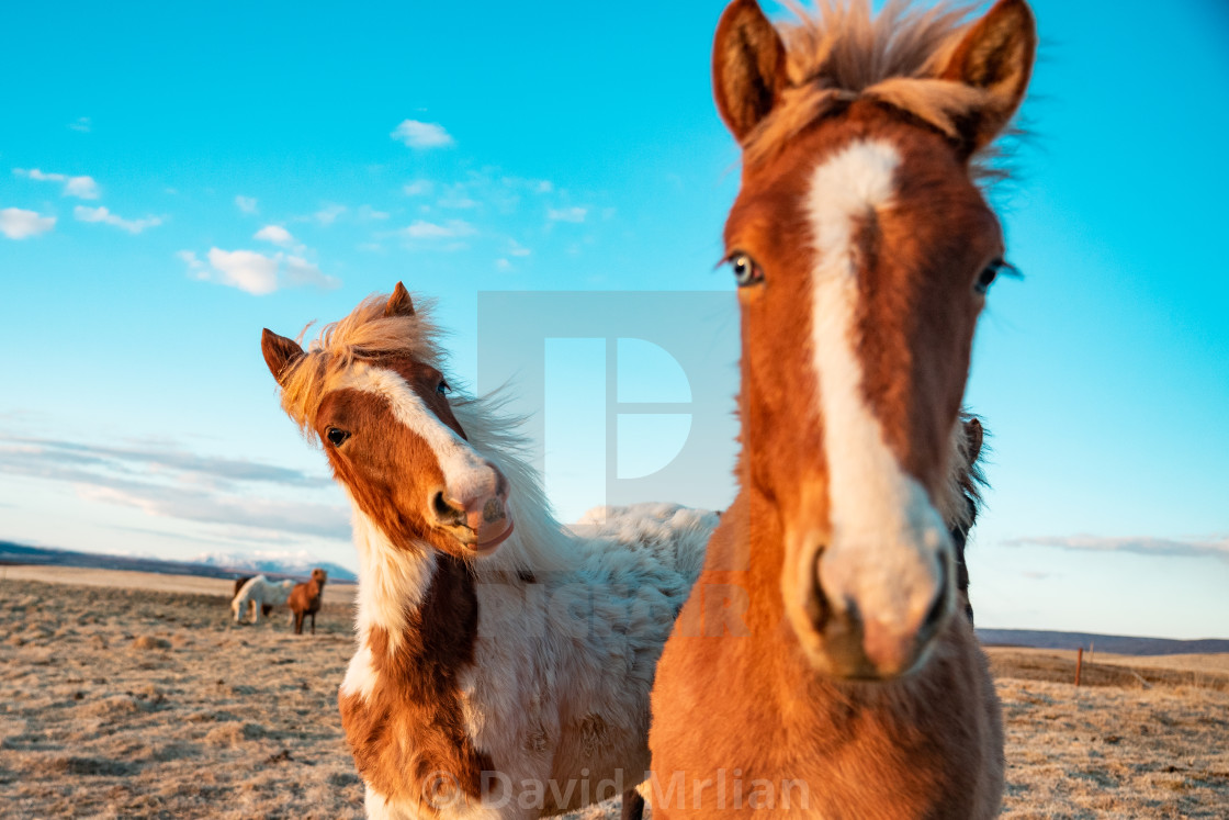 "Icelandic Horses (funny animals)" stock image