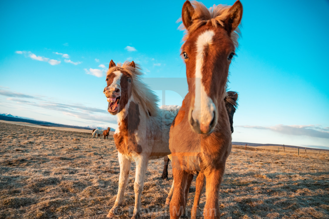 "Icelandic Horses (Funny Animals)" stock image