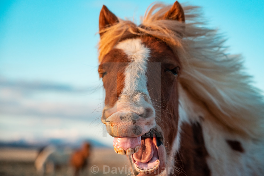 "Icelandic horse have fun (funny animals)" stock image