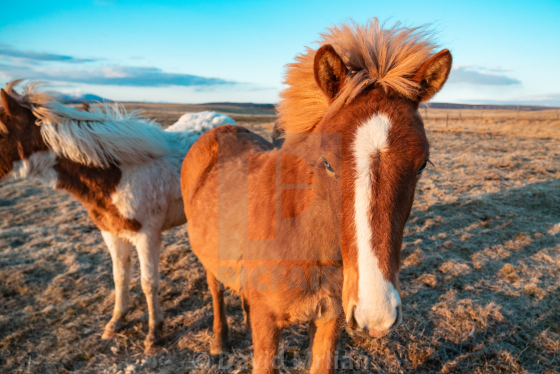 "Icelandic Horses (portrait animal)" stock image