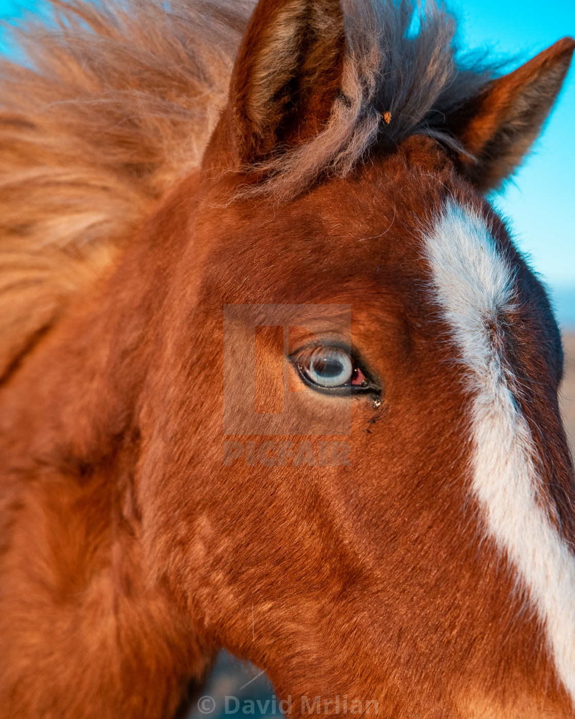 "Iceland Horse EYE (vertical)" stock image