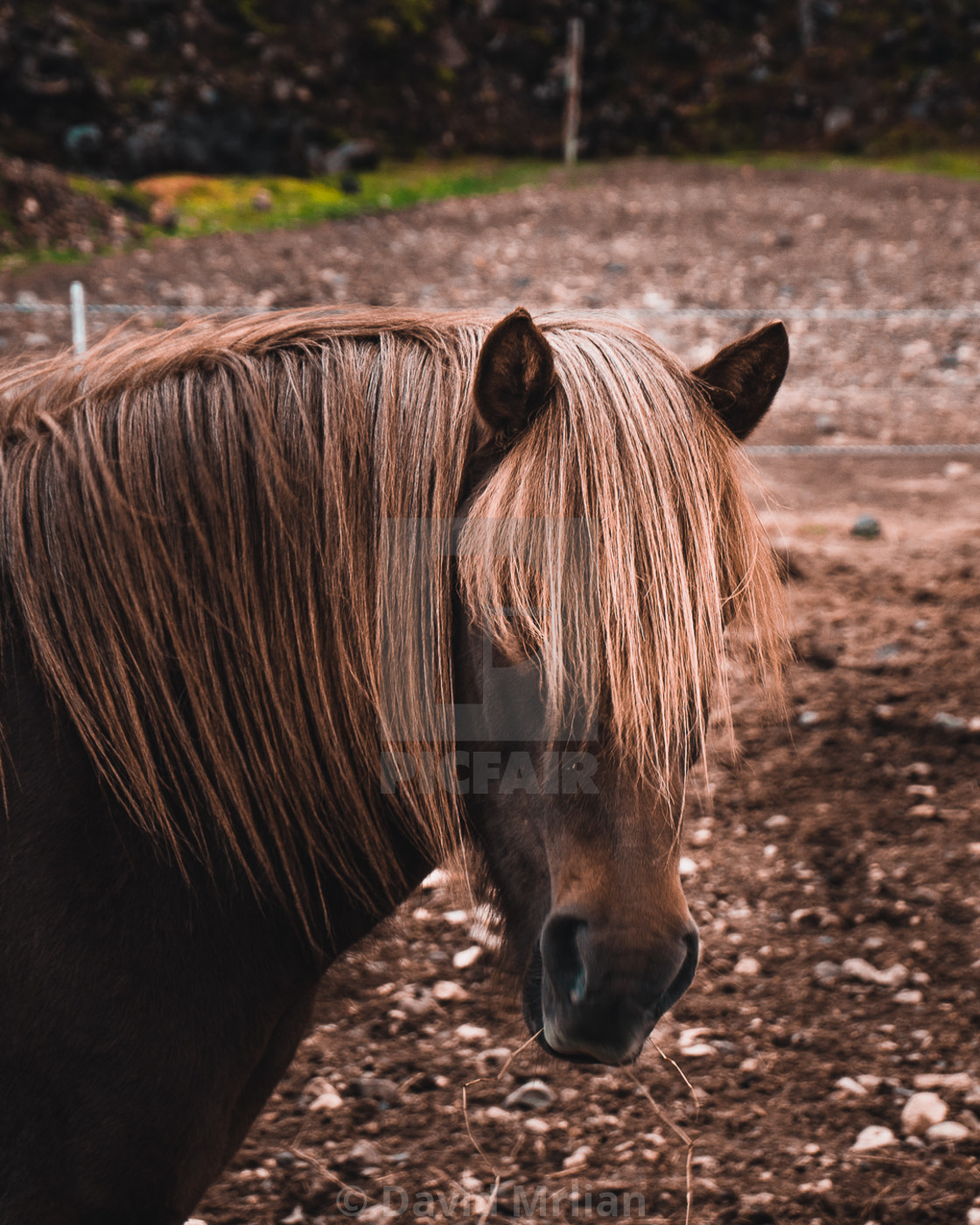 "Icelandic Horse Portrait (vertical)" stock image