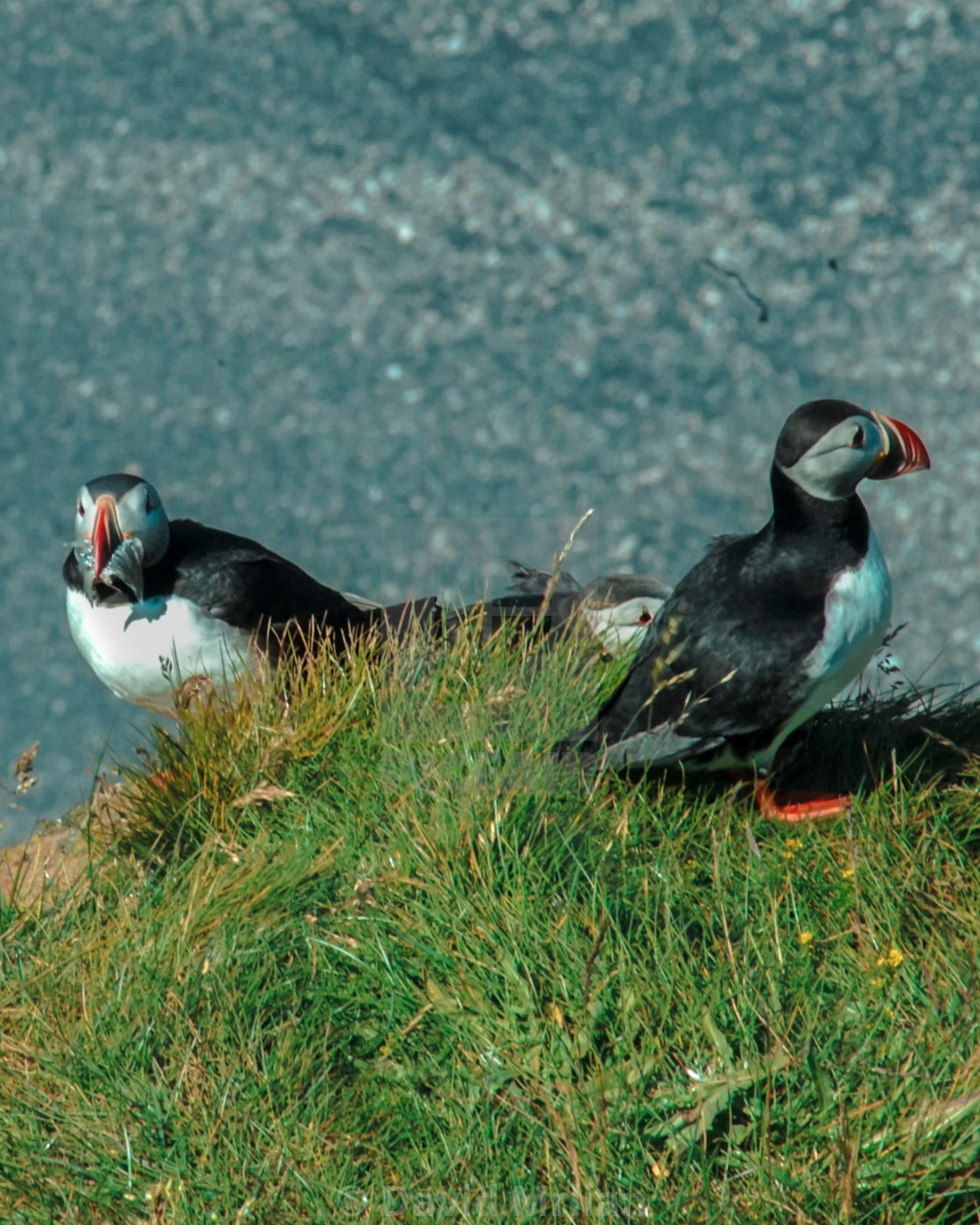 "Puffins" stock image