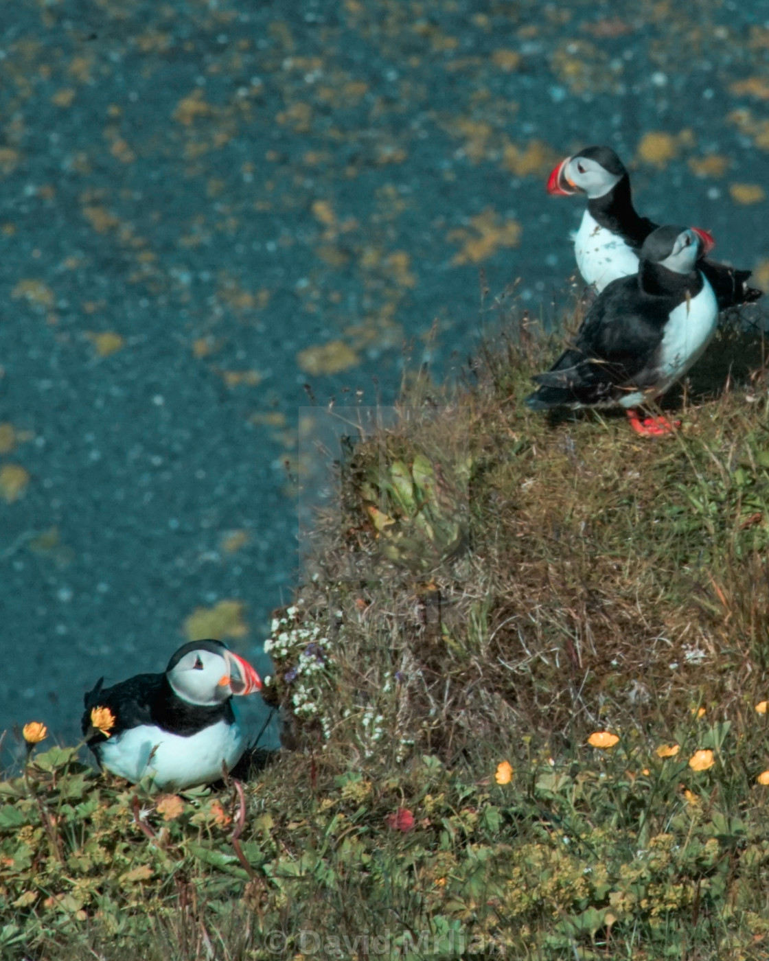 "ICELANDIC Puffins" stock image